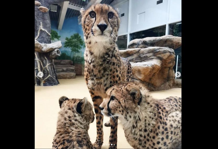 В казанский зоопарк заселили гепардов