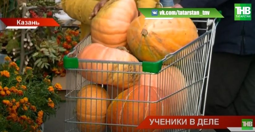 Школьники Татарстана представили свою продукцию на сельхозярмарках в Казани - видео