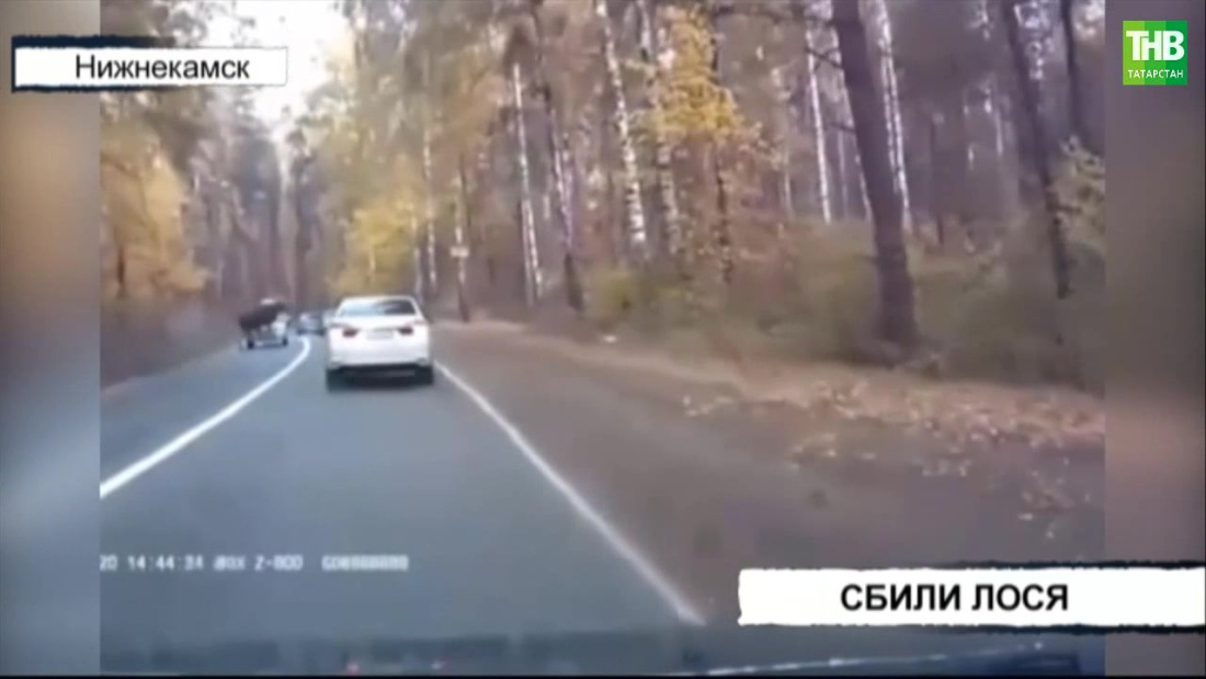 В Татарстане лось попал под колеса автомобиля – видео