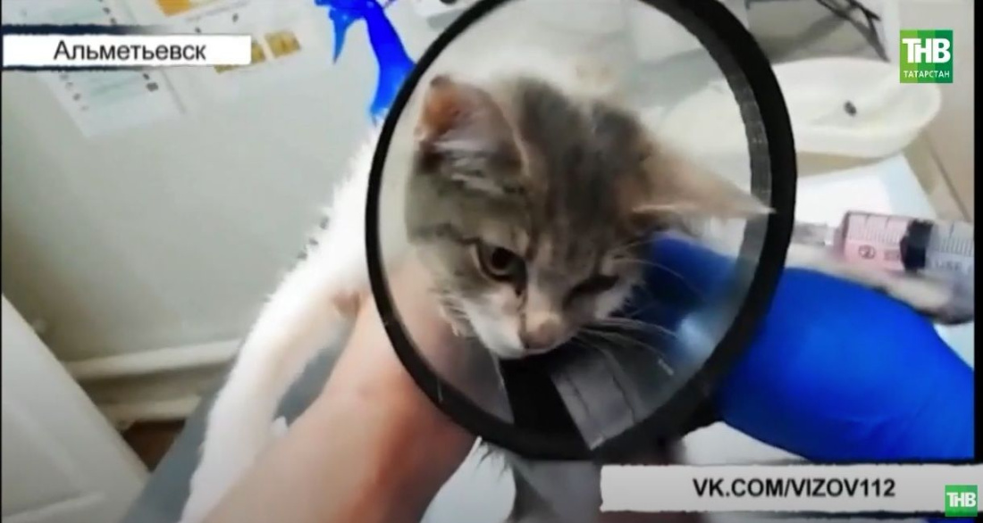 В Татарстане спасли котёнка, пострадавшего от двигателя автомобиля