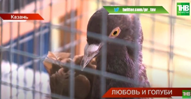 «Любовь и голуби»: в Казани на ярмарку сизокрылых собрались голубеводы со всей России – видео