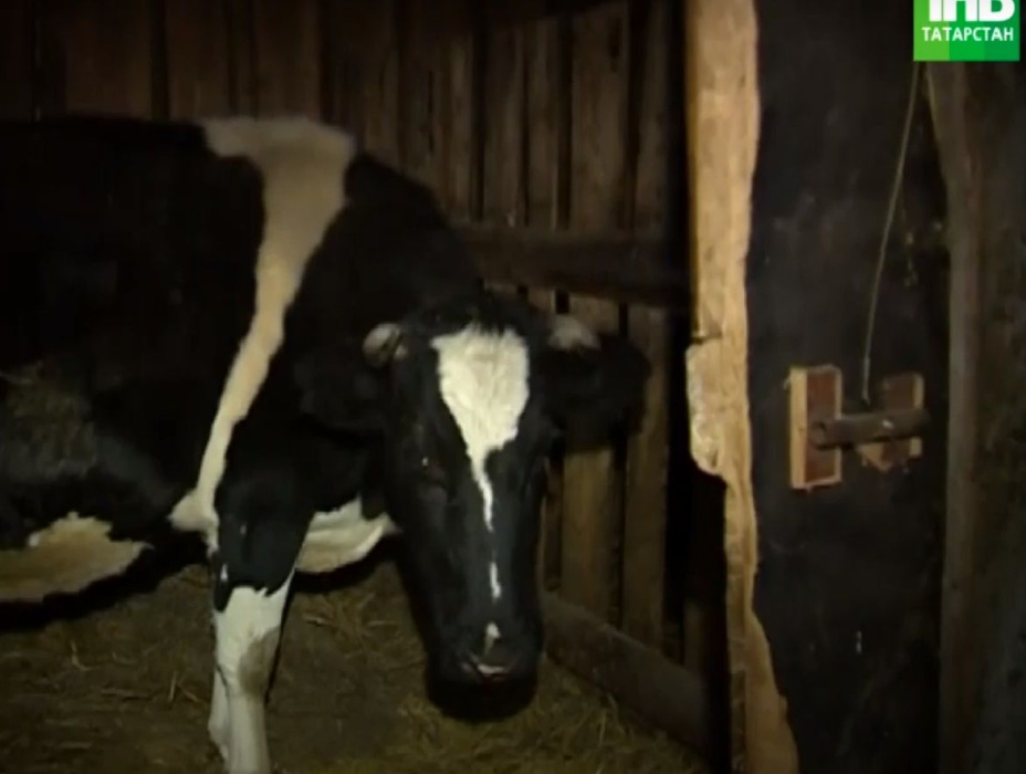 В Татарстане фермеры требуют деньги за сданное молоко 