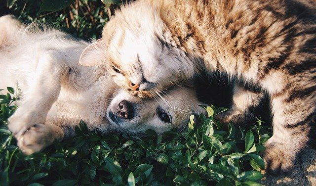 Бессимптомными носителями коронавируса могут быть домашние кошки