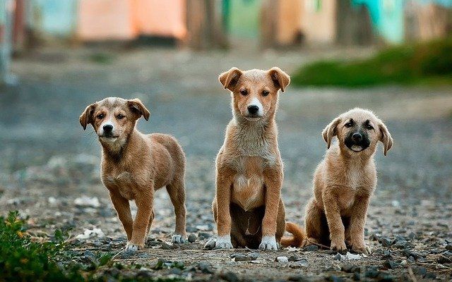Отлов бродячих собак в Казани обойдется в 1,8 млн рублей