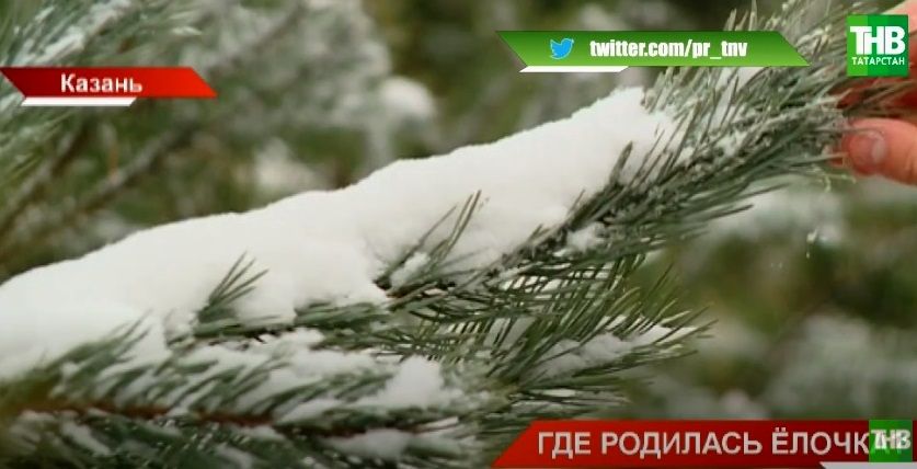 В этом году в Татарстане вырастили 9 тысяч елок - видео