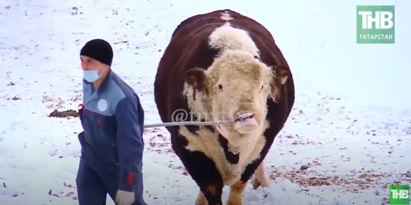 «Символы Нового года в Татарстане»: в Высокогорском районе живут эксклюзивные быки из Америки, Германии и Нидерландов - видео