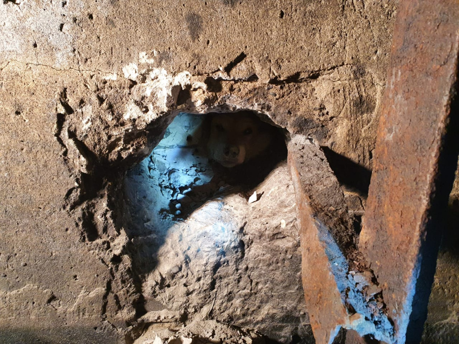 В Набережных Челнах спасли собаку, застрявшую в фундаменте