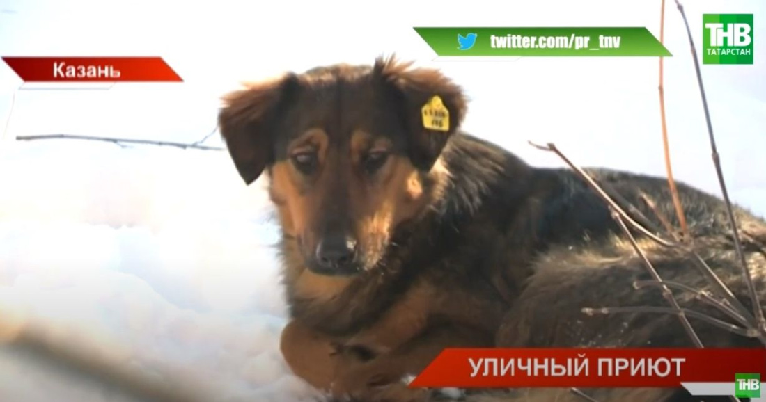 Дикие стаи собак держат в страхе улицы Казани - видео