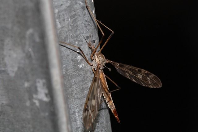 Миллионы комаров стали соседями жильцов многоквартирного дома в Казани – видео