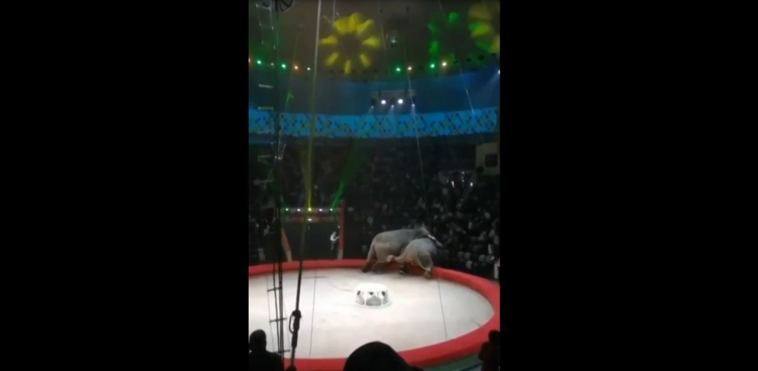 В казанском цирке взбесившиеся слоны полезли на зрителей - видео