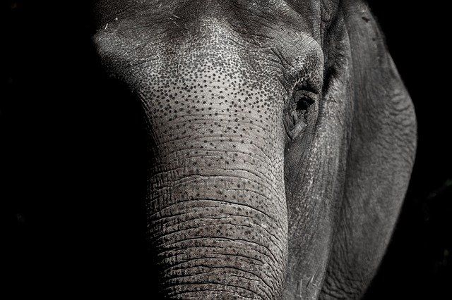 В казанском цирке разъяренная слониха сломала рабочему позвоночник