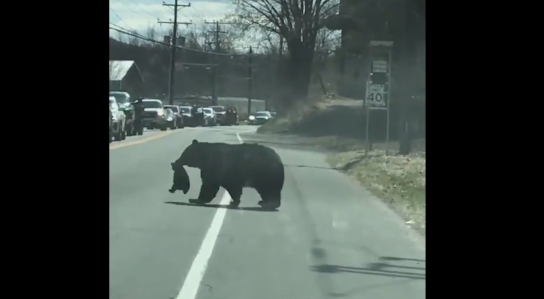 Медведица перенесла через дорогу упрямых медвежат – видео