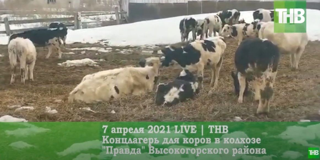 В Татарстане председатель колхоза устроил концлагерь для коров - видео