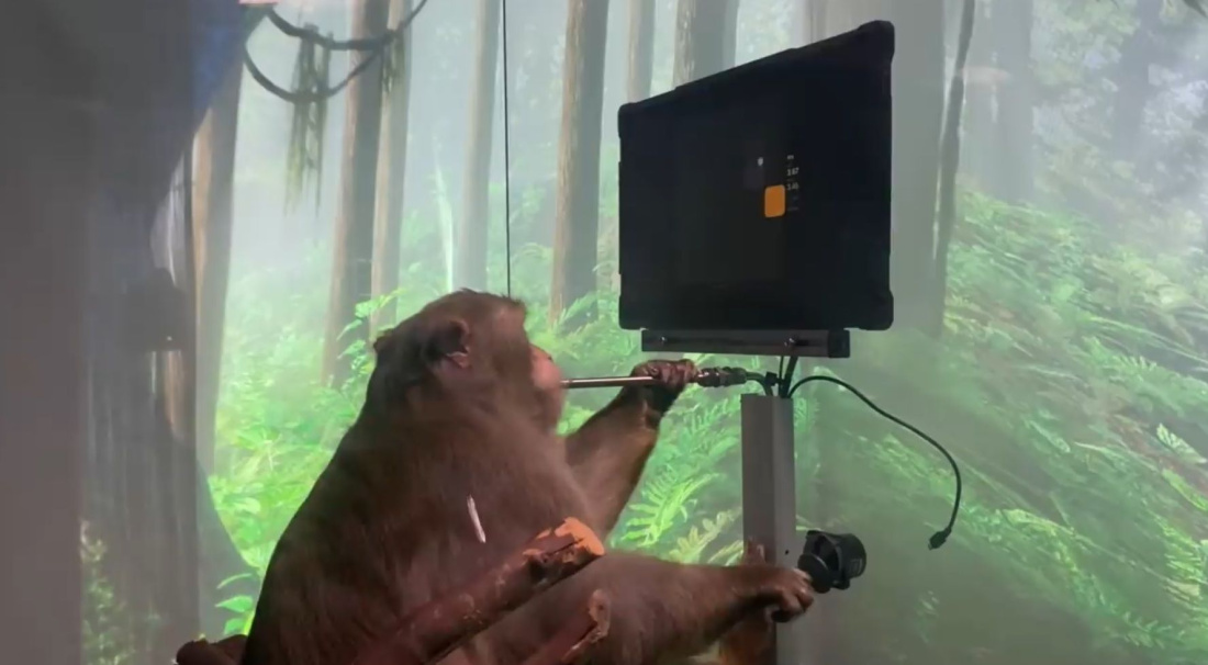 Компания Илона Маска научила обезьяну управлять джойстиком силой мысли - видео