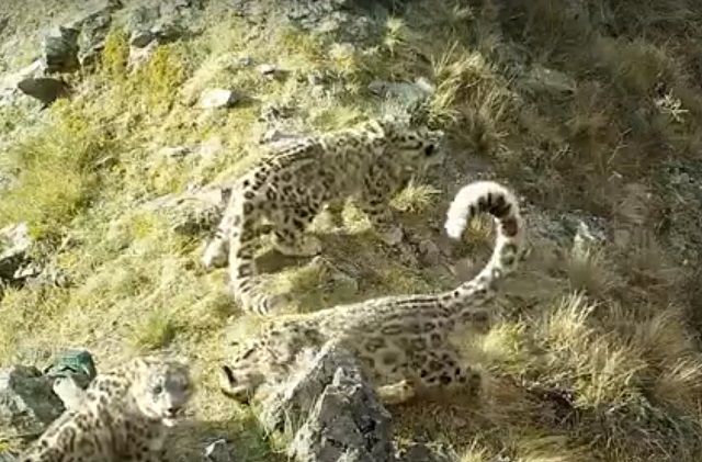 На видео попал момент игры годовалых котят краснокнижного снежного барса