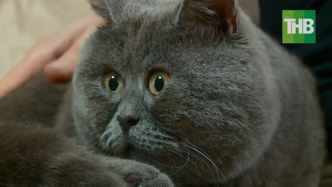 Глаза-магнит: ростовский кот Федя покорил соцсети необычным взглядом – видео