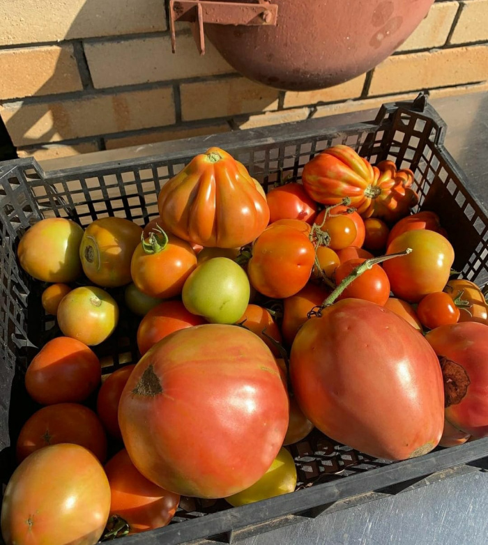 Җәвит Шакиров: "Мондый помидорлар беркемдә дә юк"