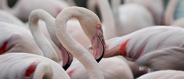 В казанский зоопарк «Река Замбези» привезли фламинго