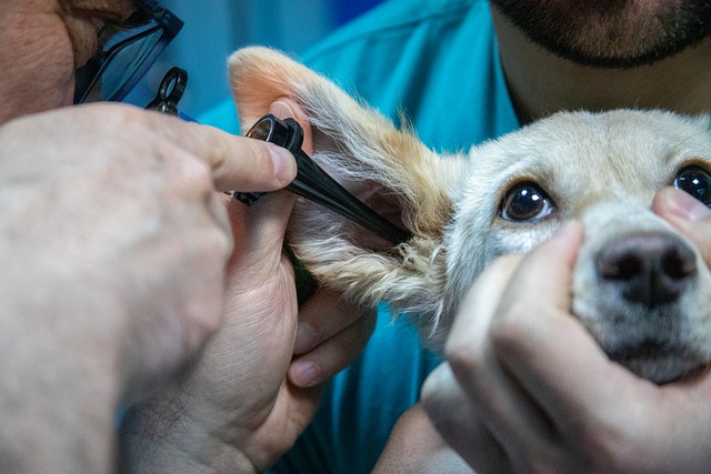 Мобильный пункт стерилизации животных откроется в казанском поселке Залесный
